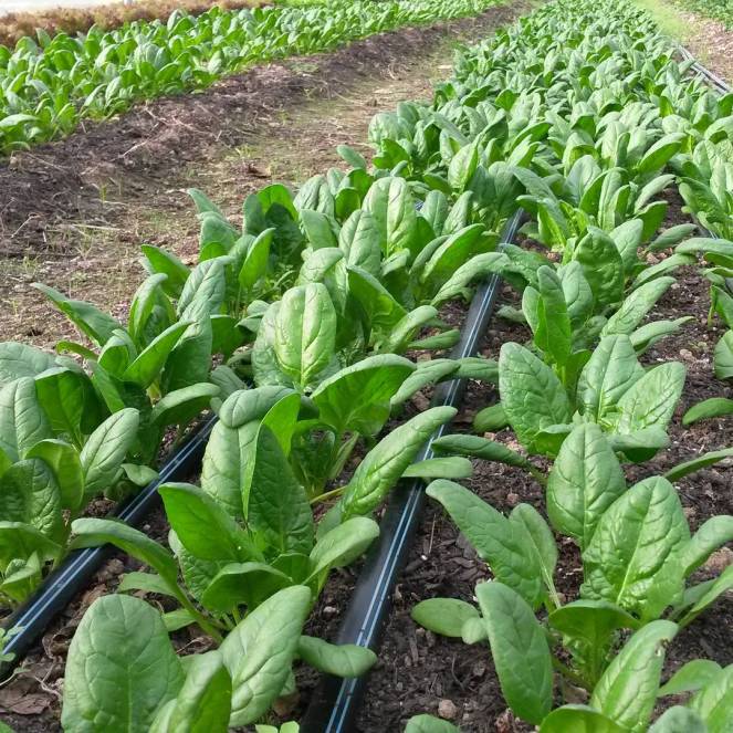 spinach