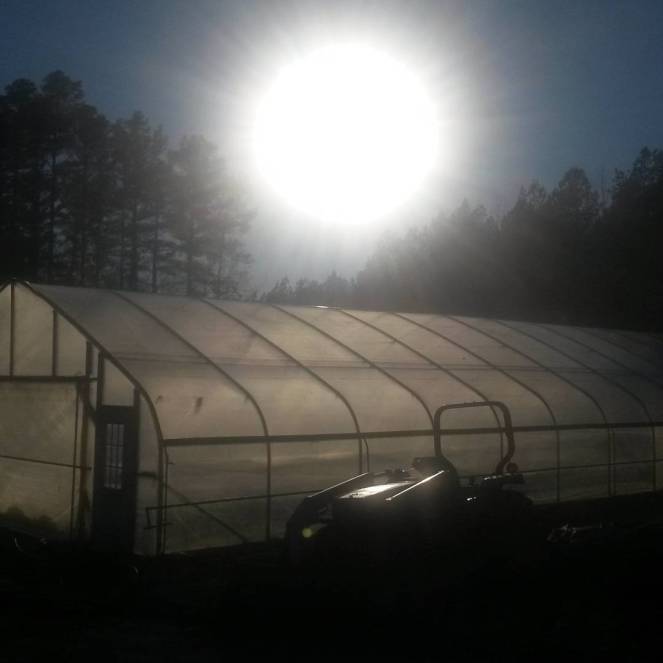 winter sun high tunnel