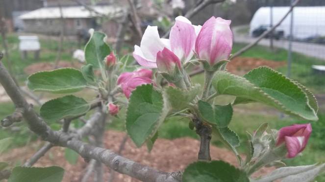 apple blossom