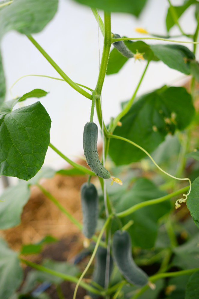 cucumber growing