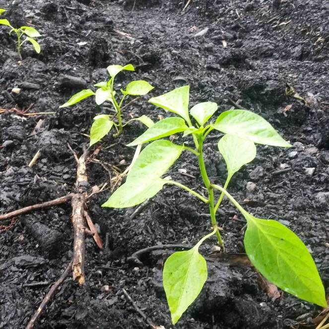 pepper plants