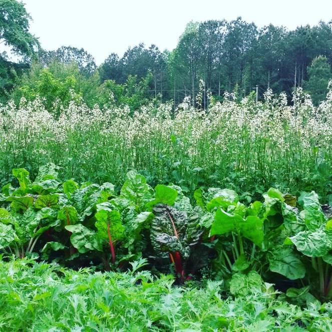 rainbow chard arugula