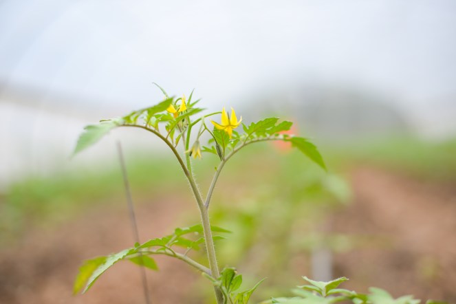 tomato flower