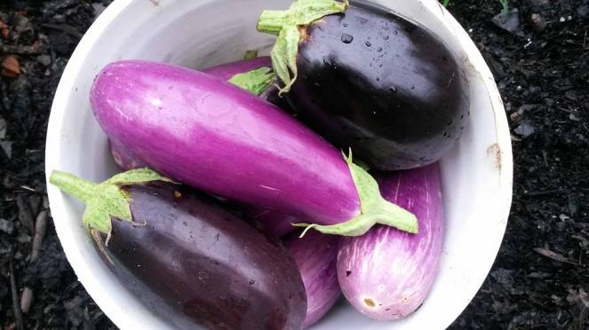 eggplant bucket