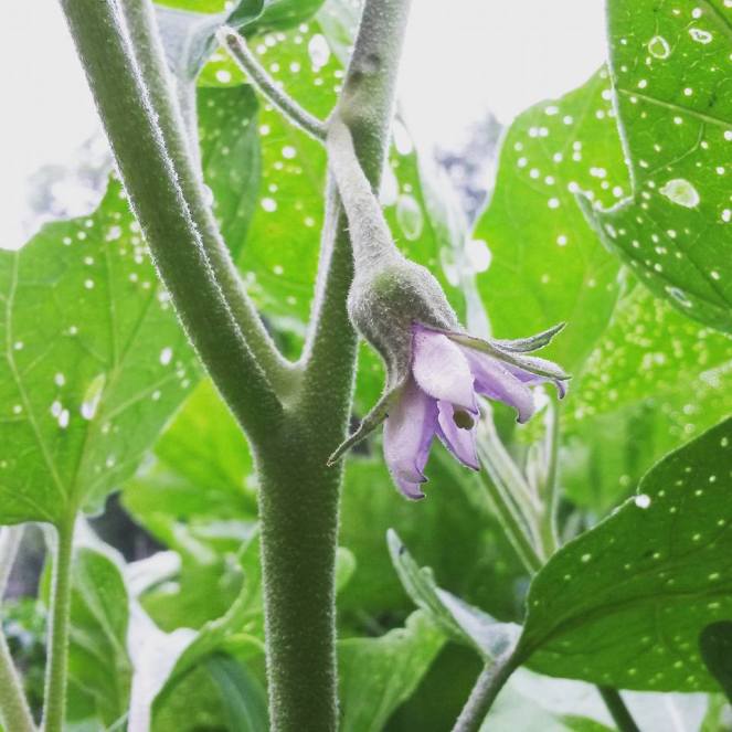 eggplant flower