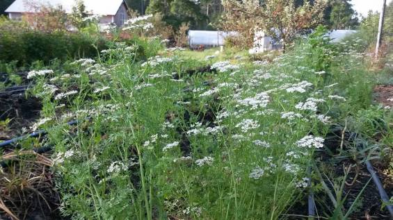 flowering cilantro coriander