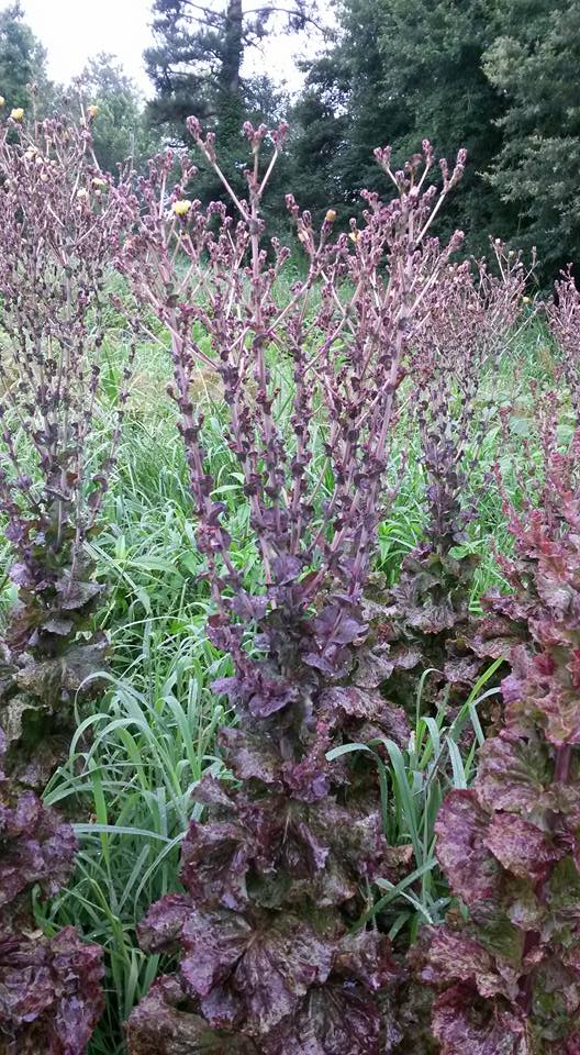 flowering lettuce