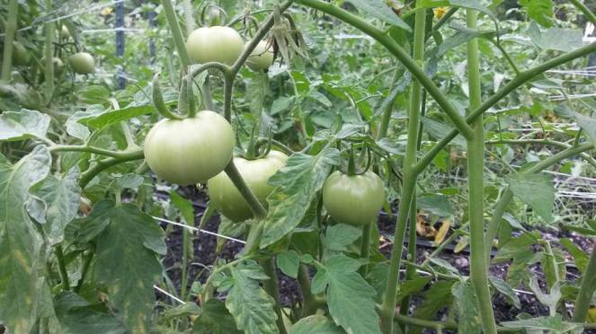 green field tomatoes