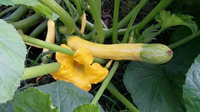 zephyr squash