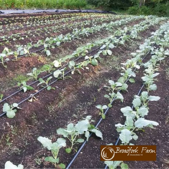 2016-08-11 brassicas