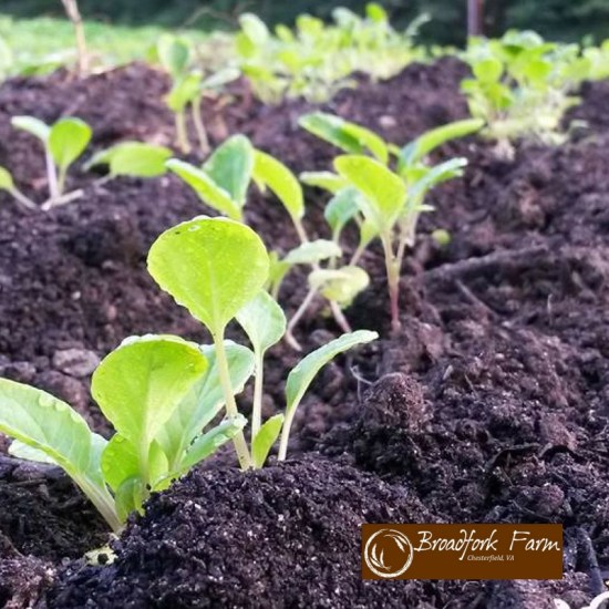 2016-08-11 hearty greens