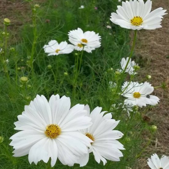cosmos s