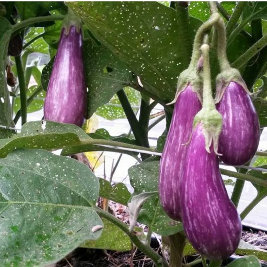 eggplant fairy tale s