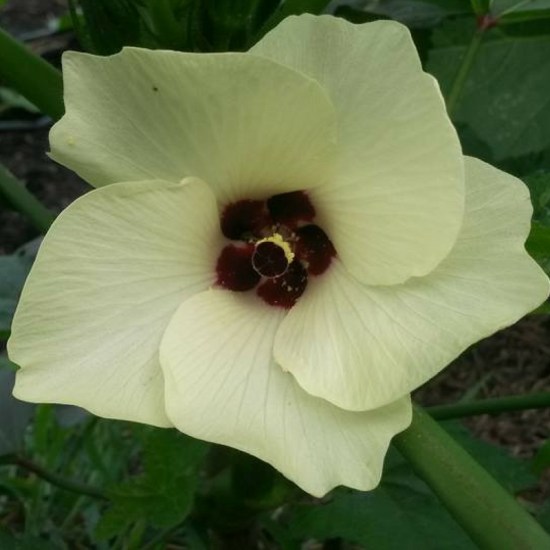okra flower s