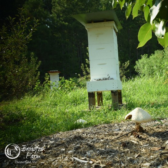 square bee hive toadstool
