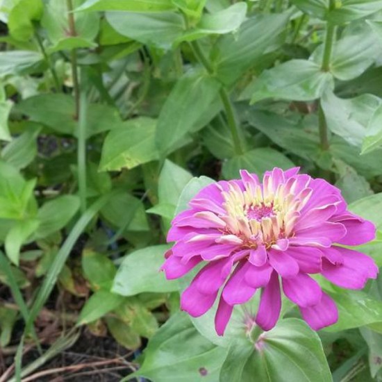 zinnia s