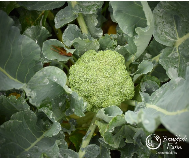 web-broccoli