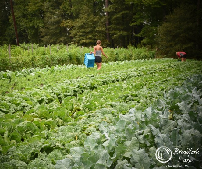 web-kale-picking