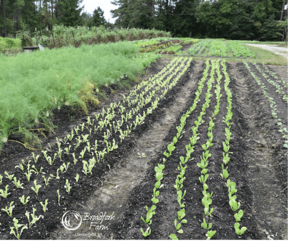 web lettuce beds.png
