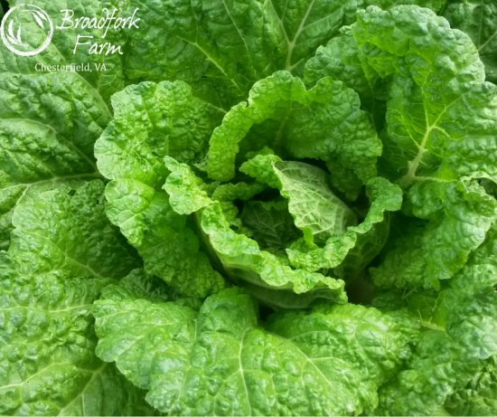 web-napa-cabbage