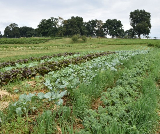 web-stone-barns-garden