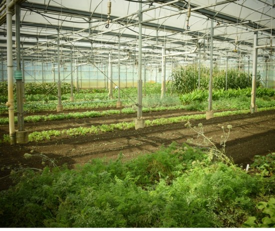 web-stone-barns-greenhouse