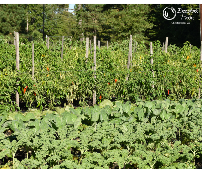 web-brassicas-peppers