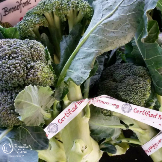 web-broccoli-market
