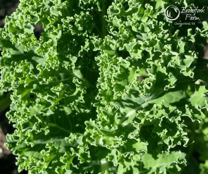 web-kale-up-close