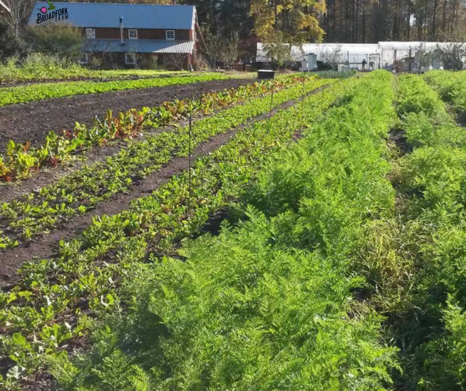 web-carrots-barn-siding