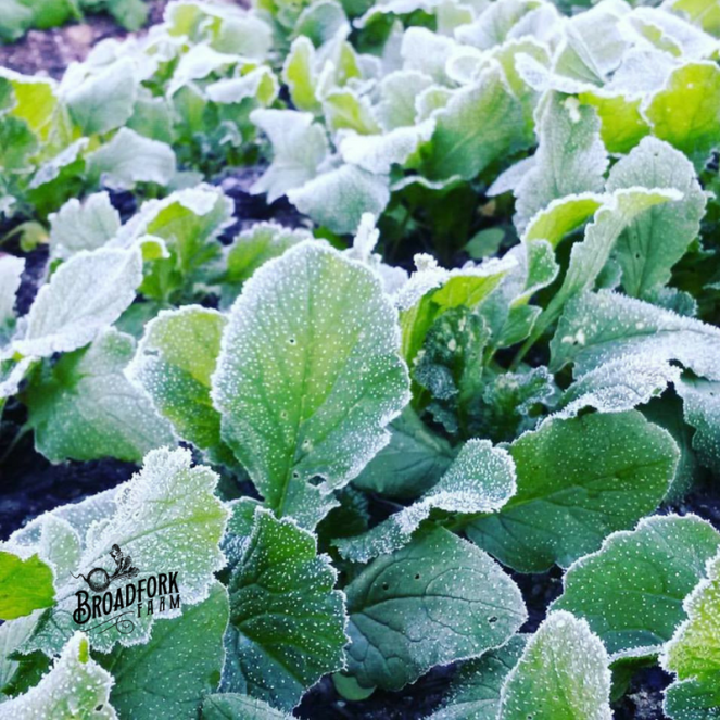 web-frost-radish-leaves