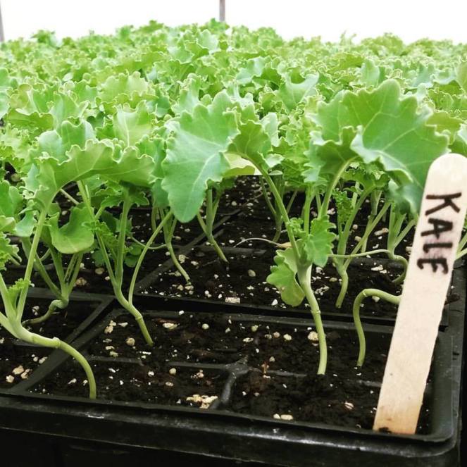 kale plants for sale