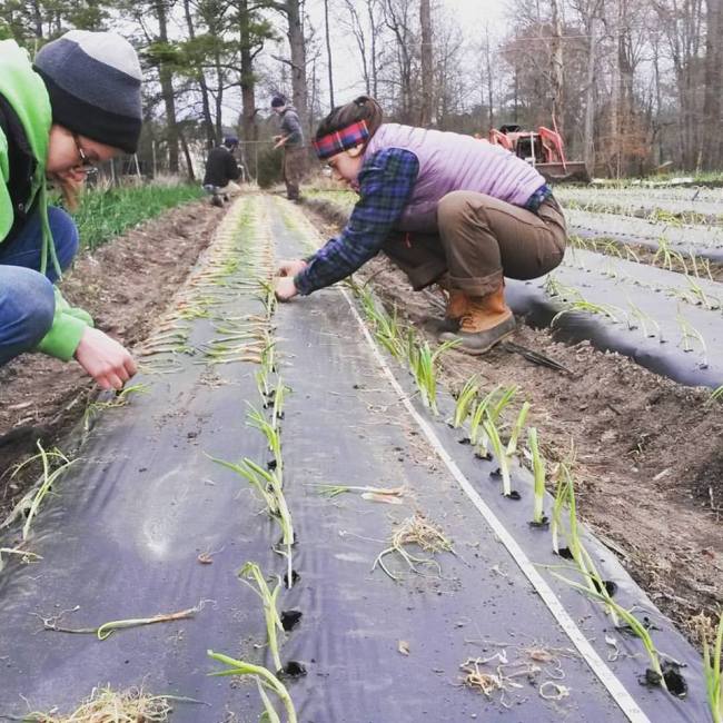 onion planting