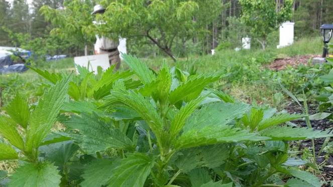 web nettles bee swarm