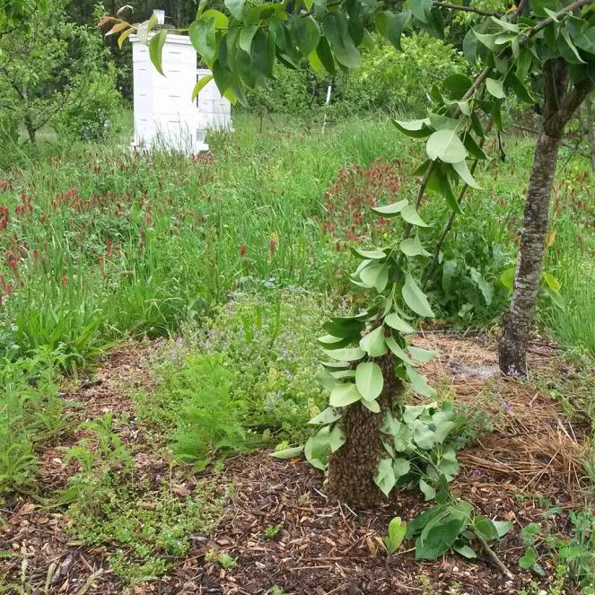 web swarm heavy branch