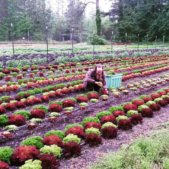 web bebo salad harvest