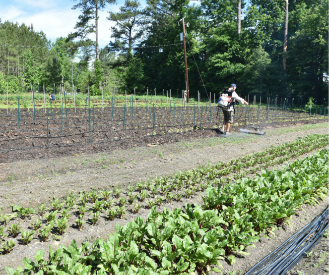 web beet beds flame weeder