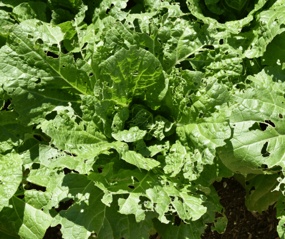 web munched napa cabbage