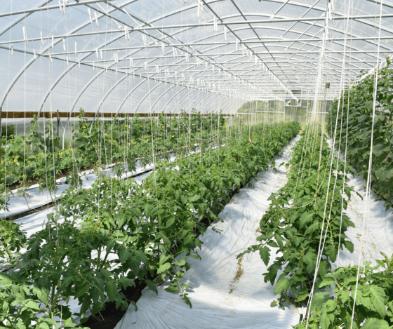 web tomato tunnel