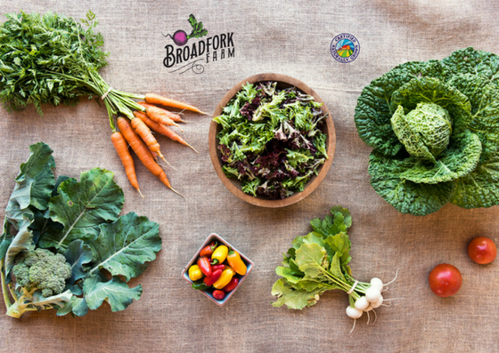 farm share for Mailchimp template