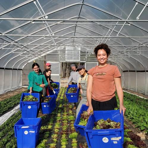 natalie whole crew salad harvest hoophouse